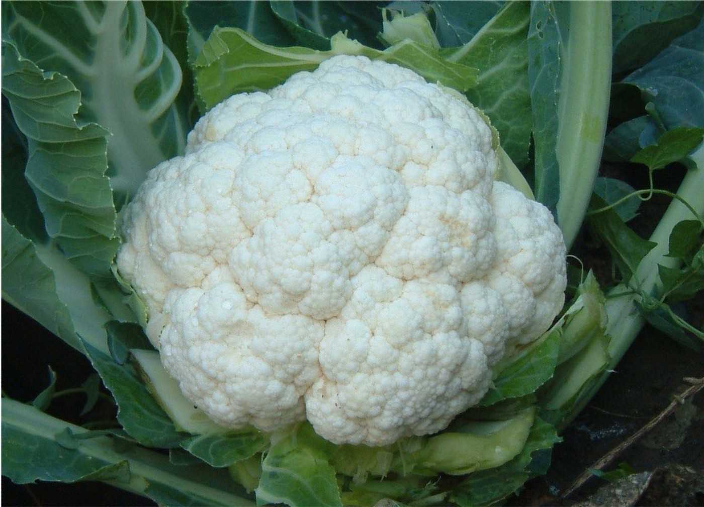 cauliflowercorsica.jpg